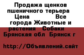 Продажа щенков пшеничного терьера › Цена ­ 30 000 - Все города Животные и растения » Собаки   . Брянская обл.,Брянск г.